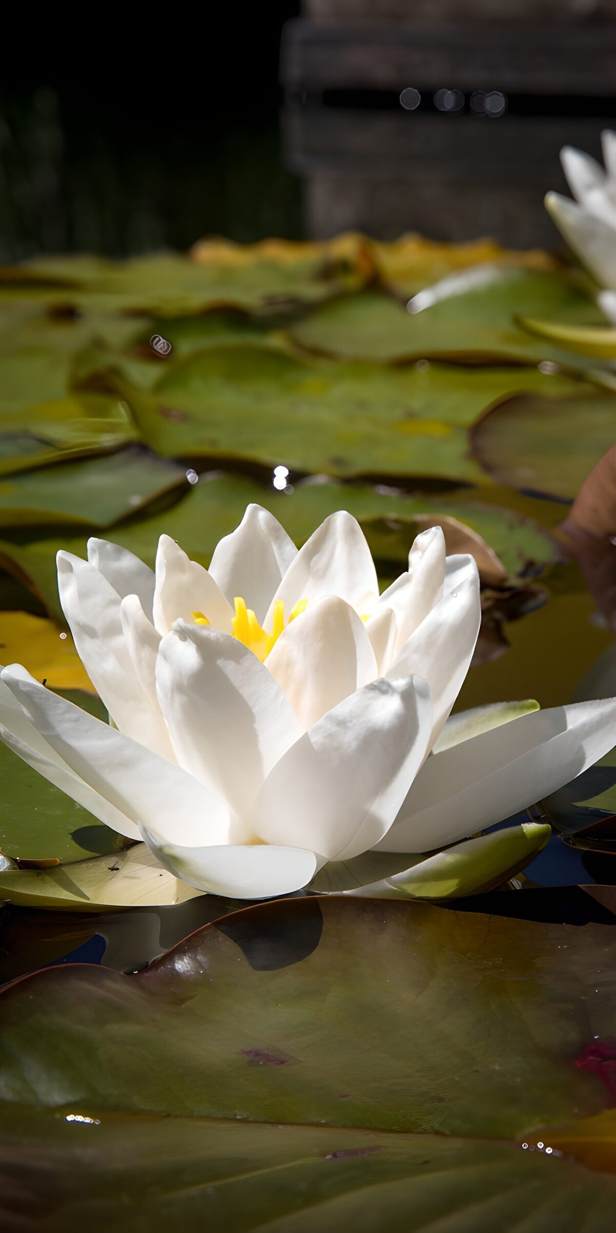White water lily in the sunshine