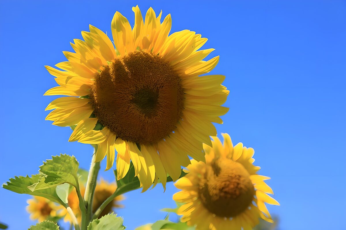 Sunflowers against a summer-blue sky