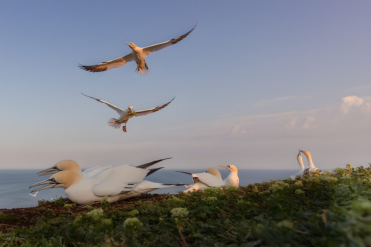 Gannets on a sunlit nesting slope