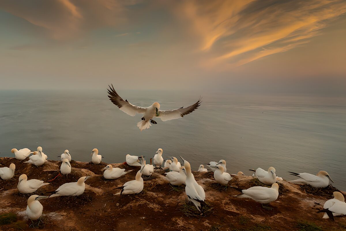 Gannet colony at sunset