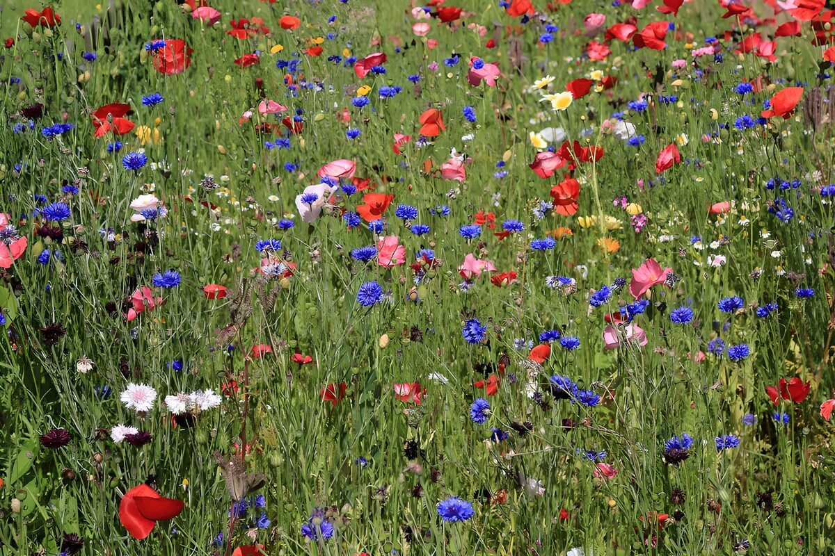 Sunlit poppies and blue cornflowers