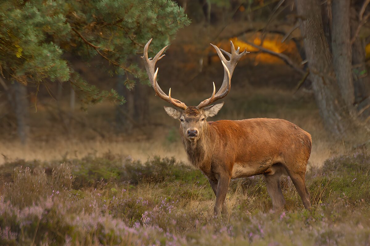 Red deer stag among purple heather
