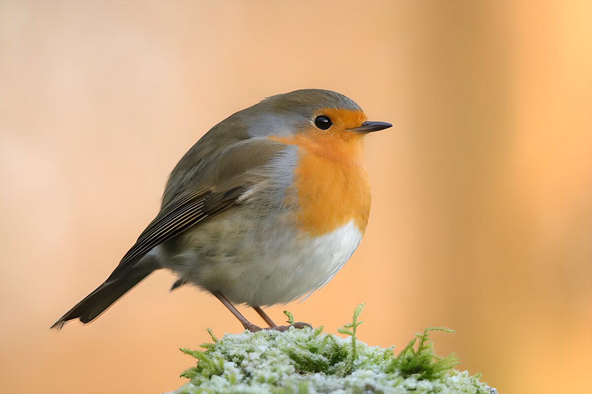 Robin at rest on snow-dusted moss