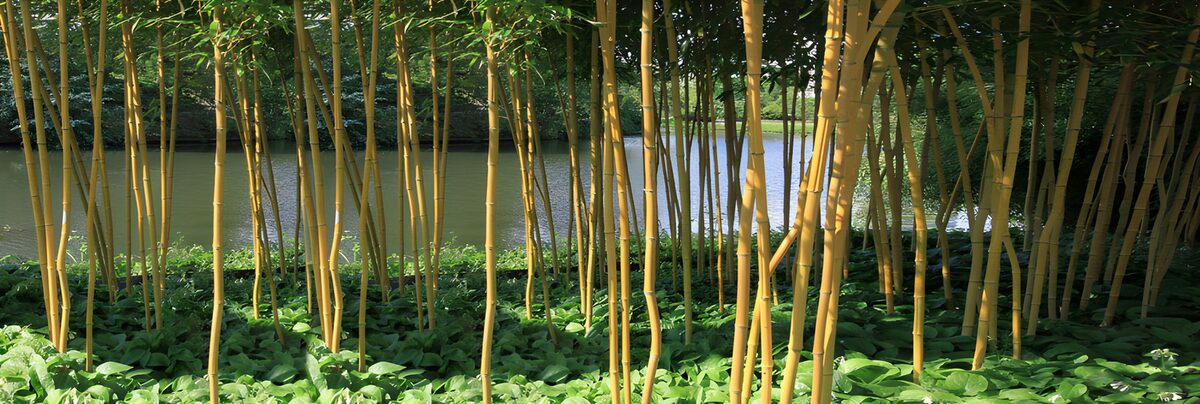 Sunlit bamboo beside a green pond