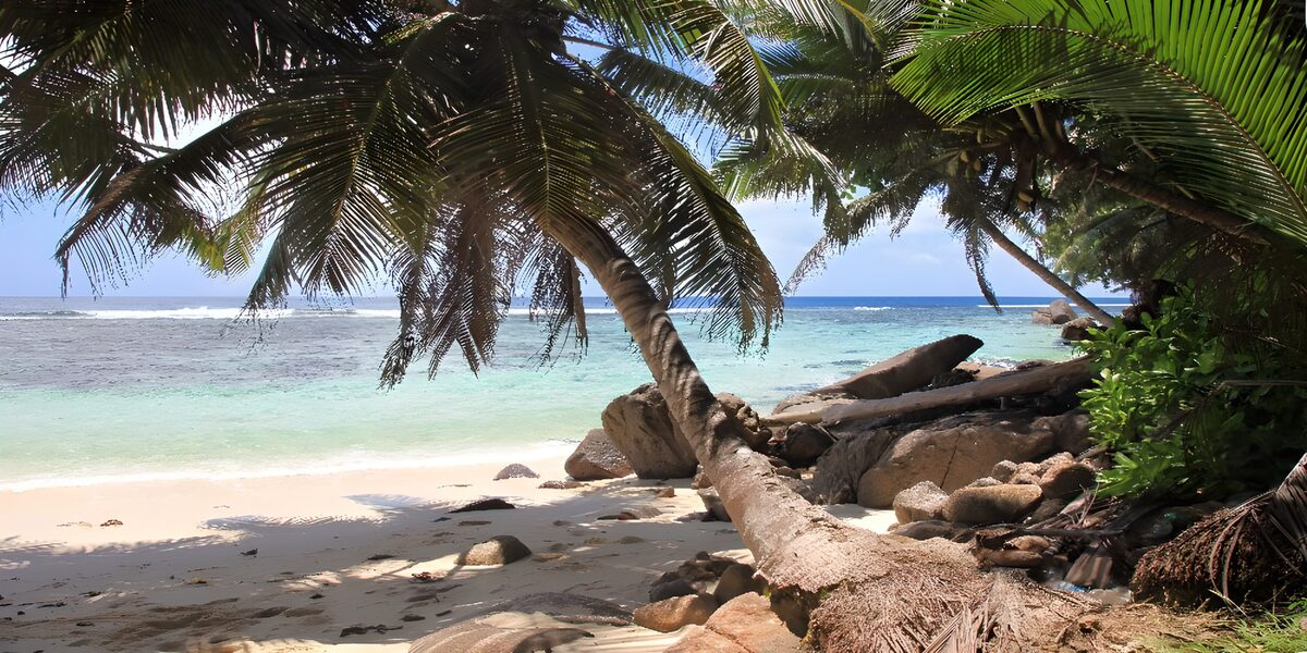 A laid-back palm by the sea