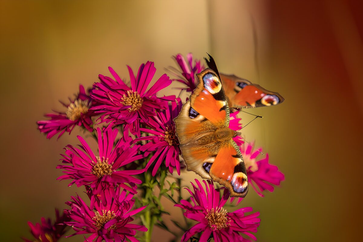 Peacock butterfly on sunlit pink asters