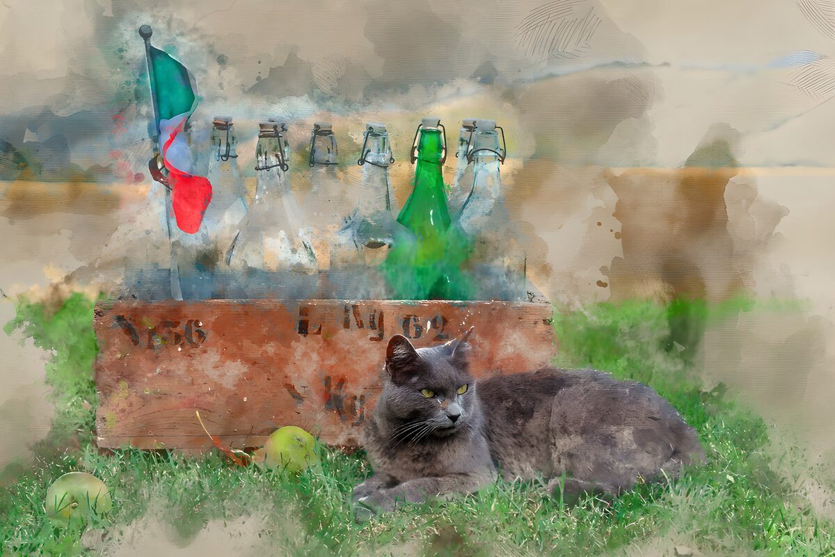 Grey cat beside a rustic bottle crate