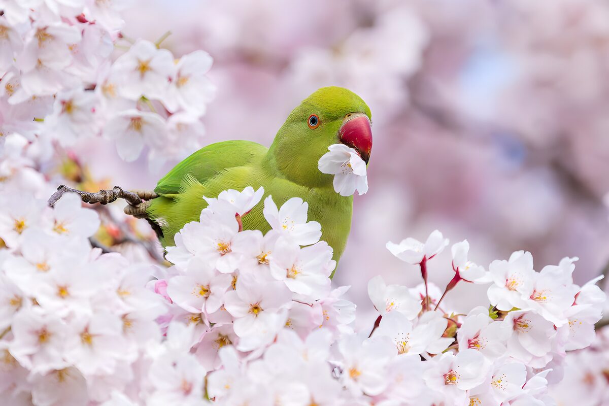 Parakeet adrift in a cloud of blossom