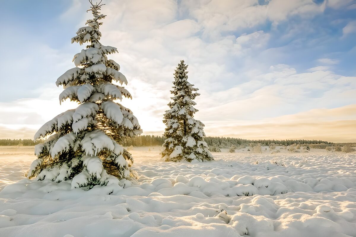 Snow-laden evergreens in golden light