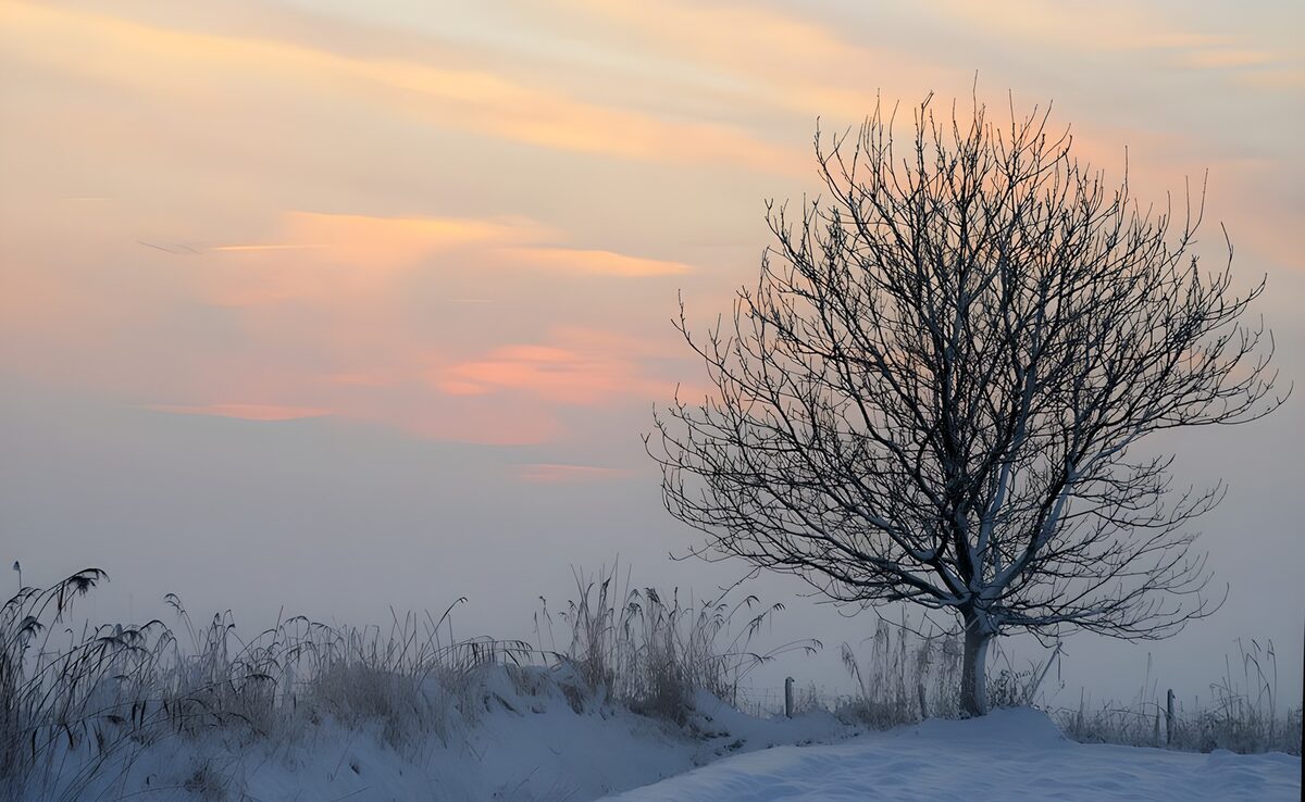 Bare tree in snow and winter mist