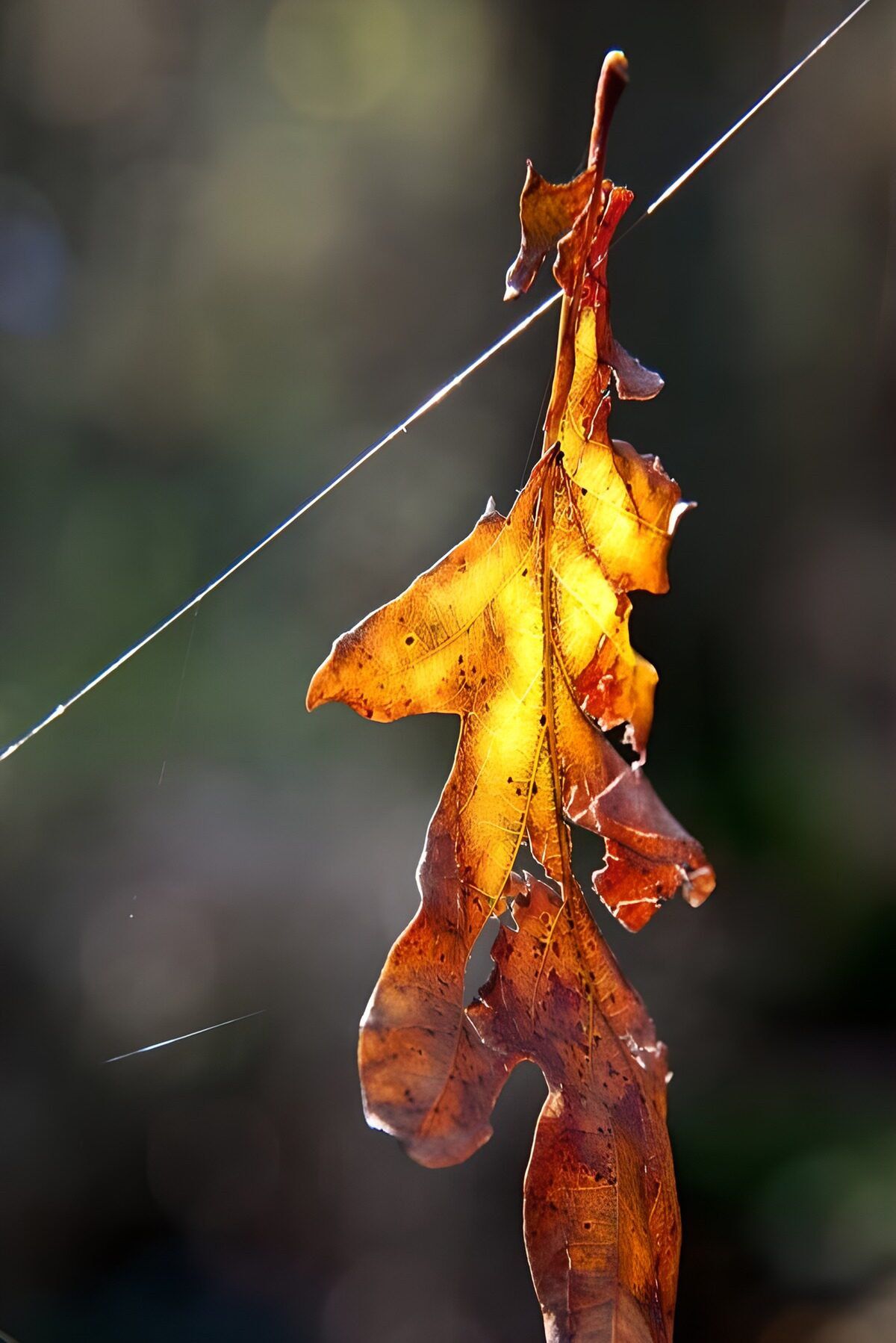 Backlit leaf in amber and rust