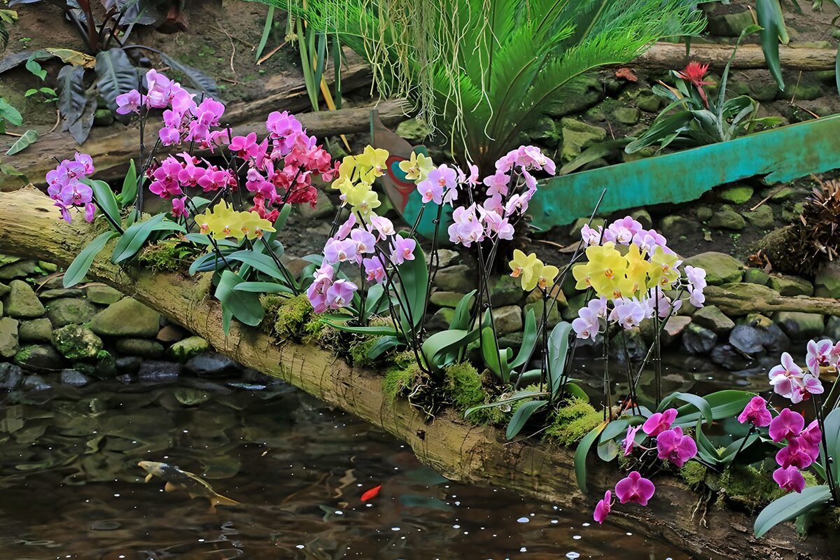Pink and yellow orchids above a pond
