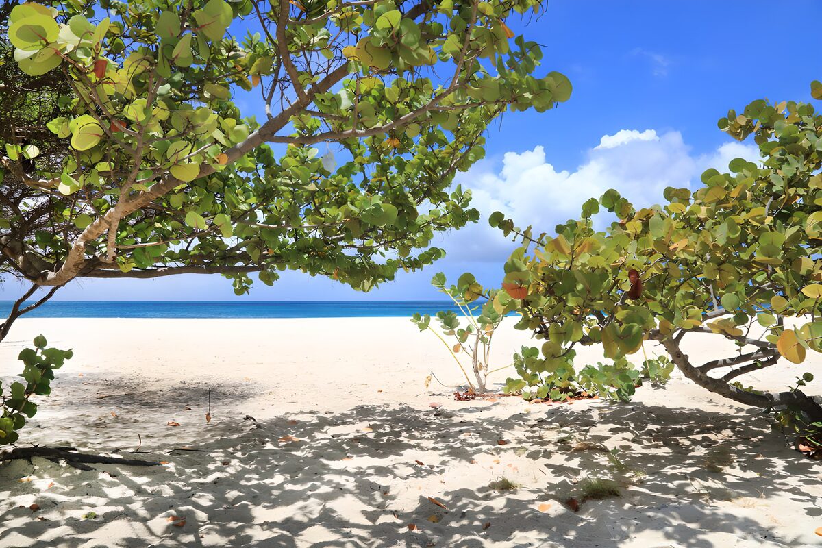 Tropical beach in the shade of trees