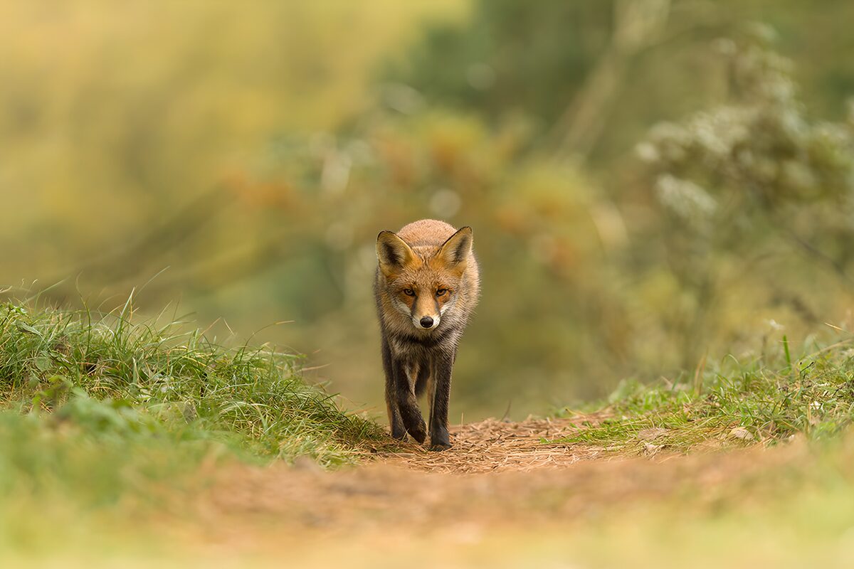 Red fox walking a quiet dirt path