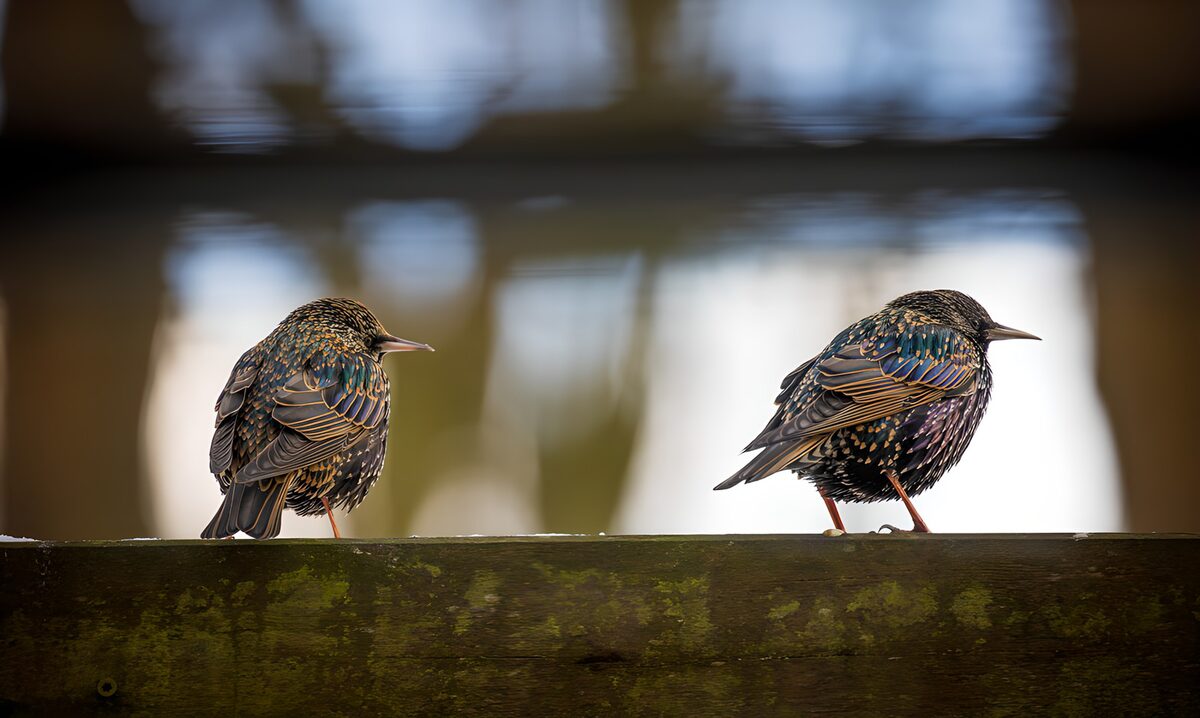 Two starlings resting on a weathered rail