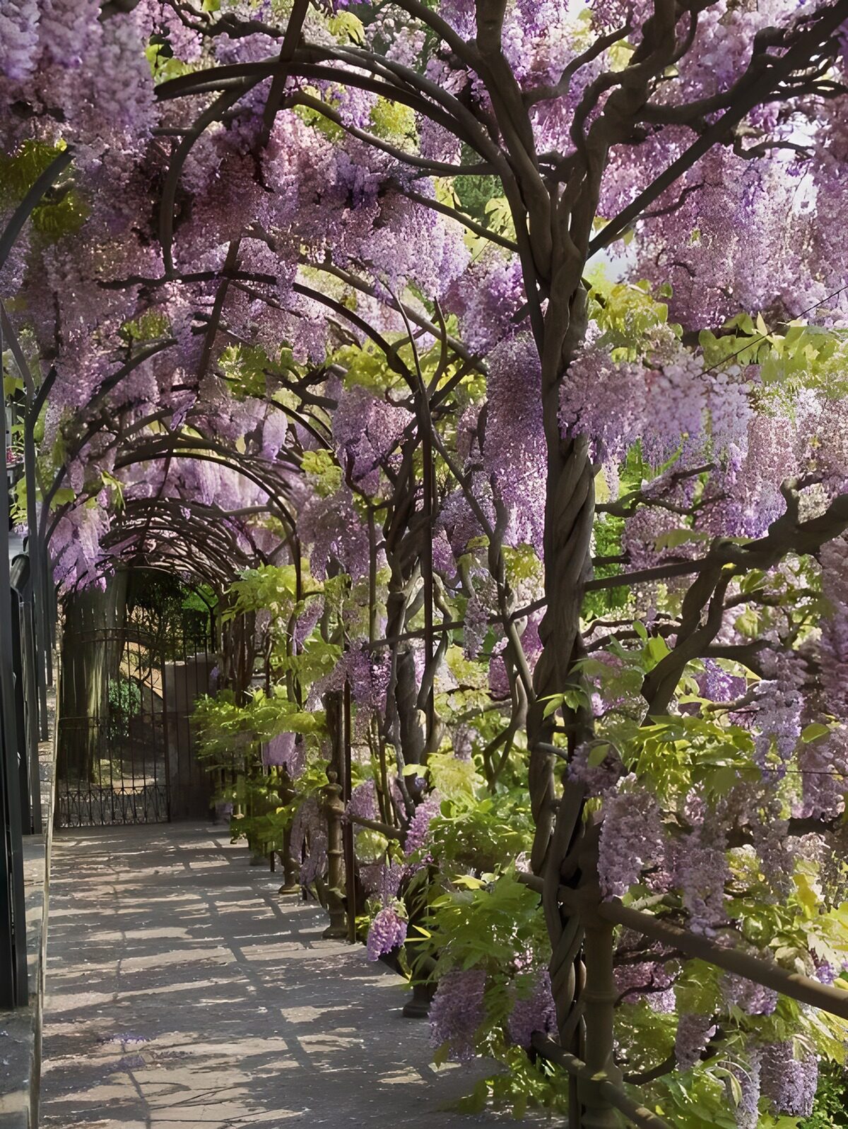 Wisteria arches in dappled shade