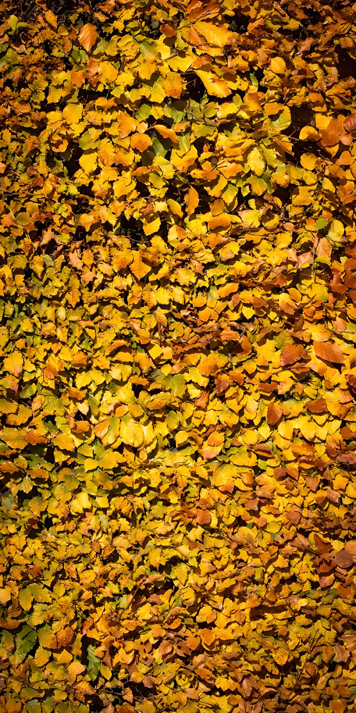 Sunlit carpet of autumn leaves