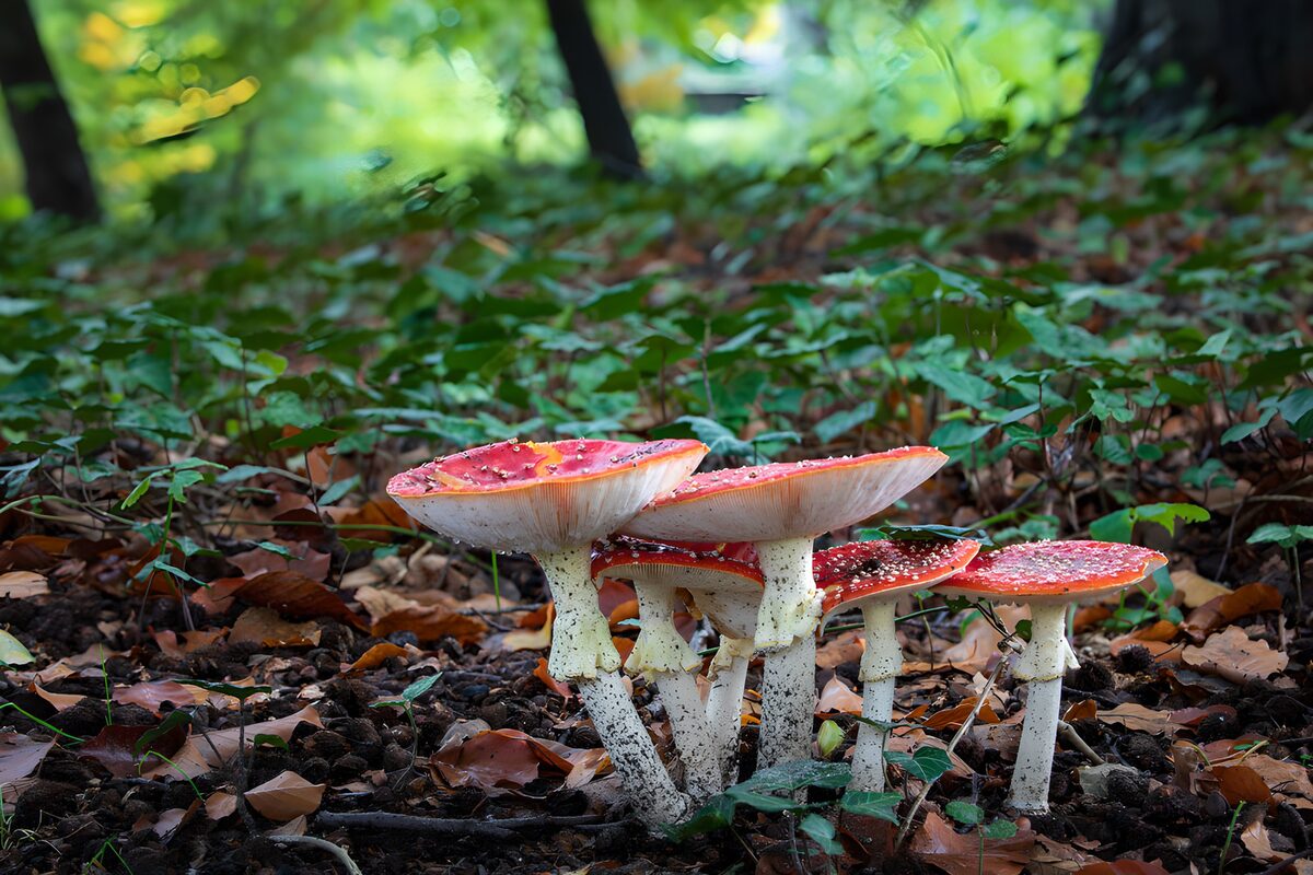 Fly agarics in the autumn leaf litter