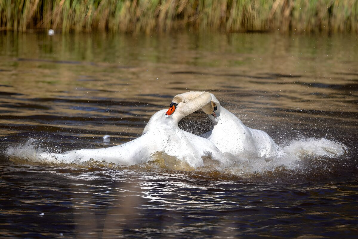 Two swans in a flurry of splashes