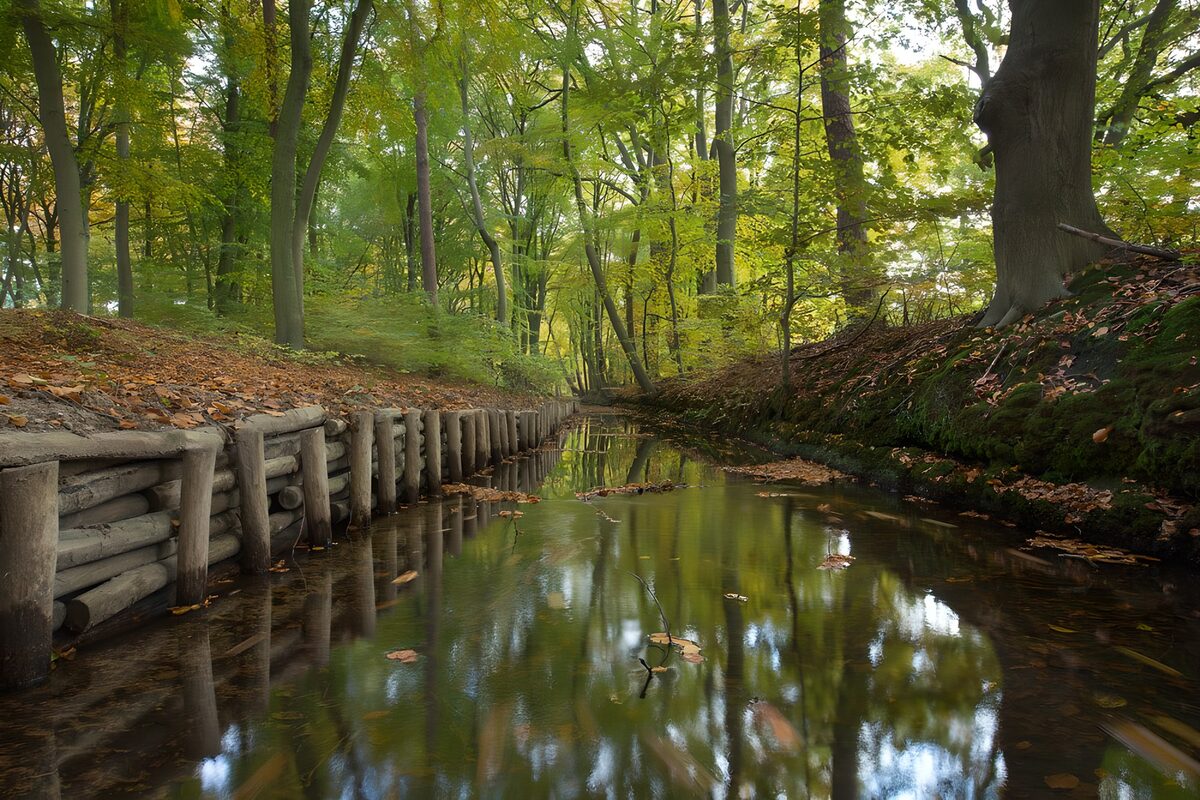 Still water beneath woodland trees