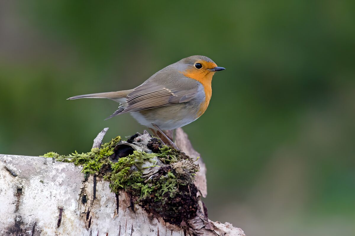 Robin on a moss-covered tree stump