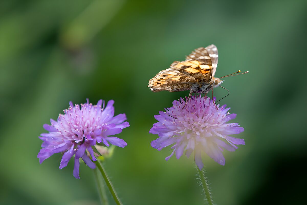 Butterfly at rest on purple flowers