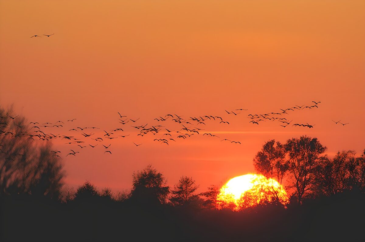 Birds silhouetted against an orange sunset