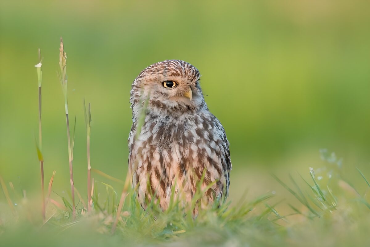 Little owl keeping watch in the grass