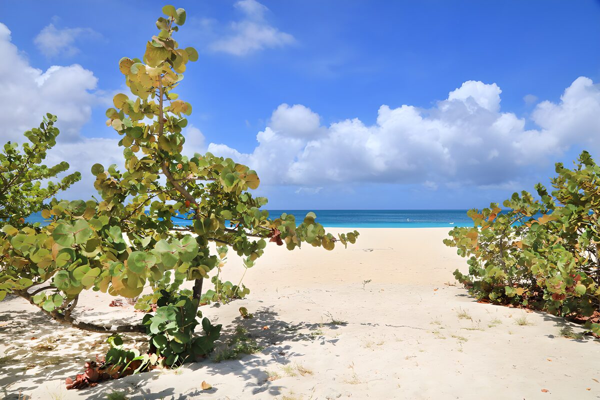 Sunlit beach framed by coastal shrubs