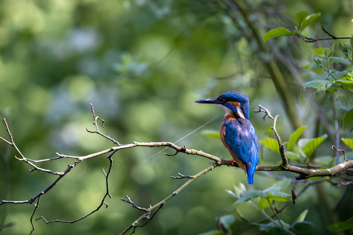 Kingfisher on a sunlit branch