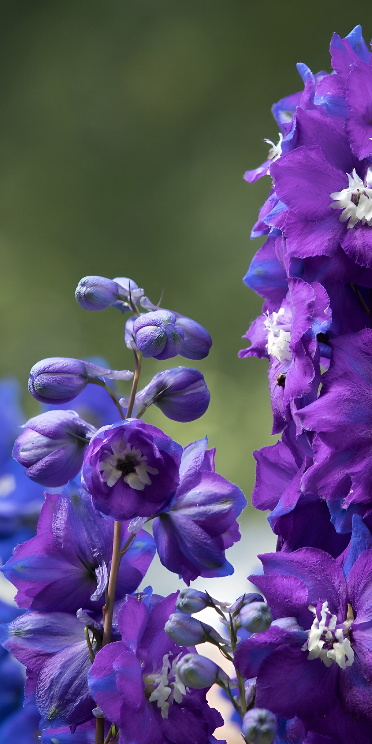 Purple and blue delphiniums in soft light