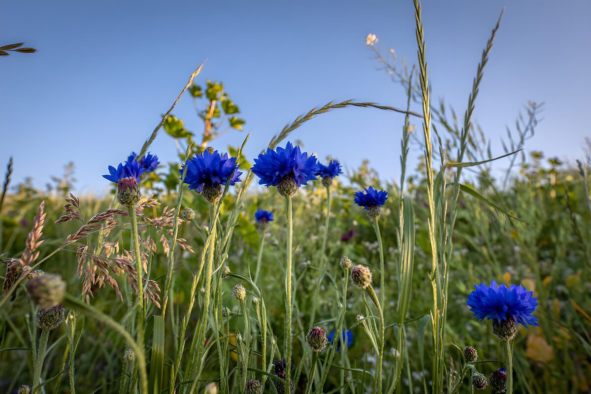 Blue cornflowers among sunlit grasses
