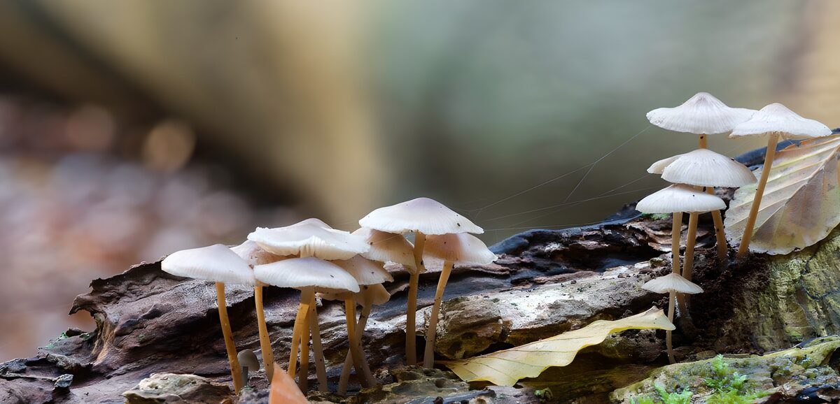 White mushrooms on a timeworn log