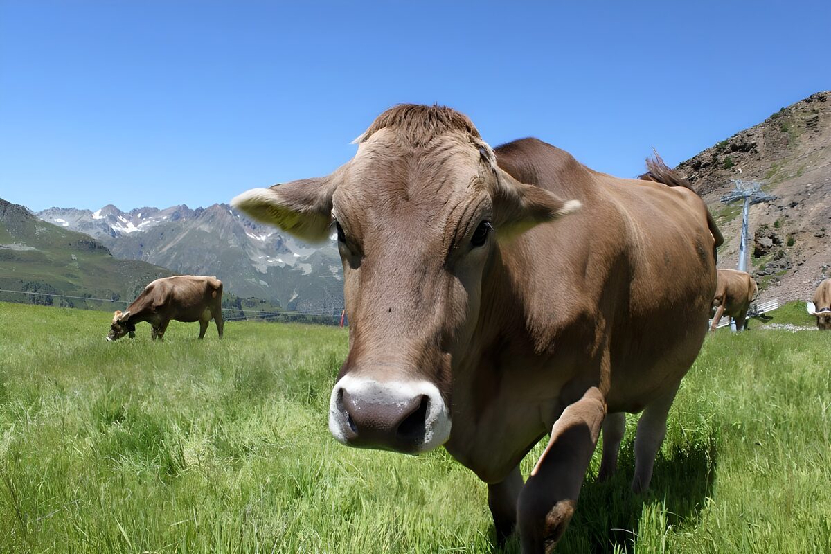 Brown cow in a sunlit mountain meadow