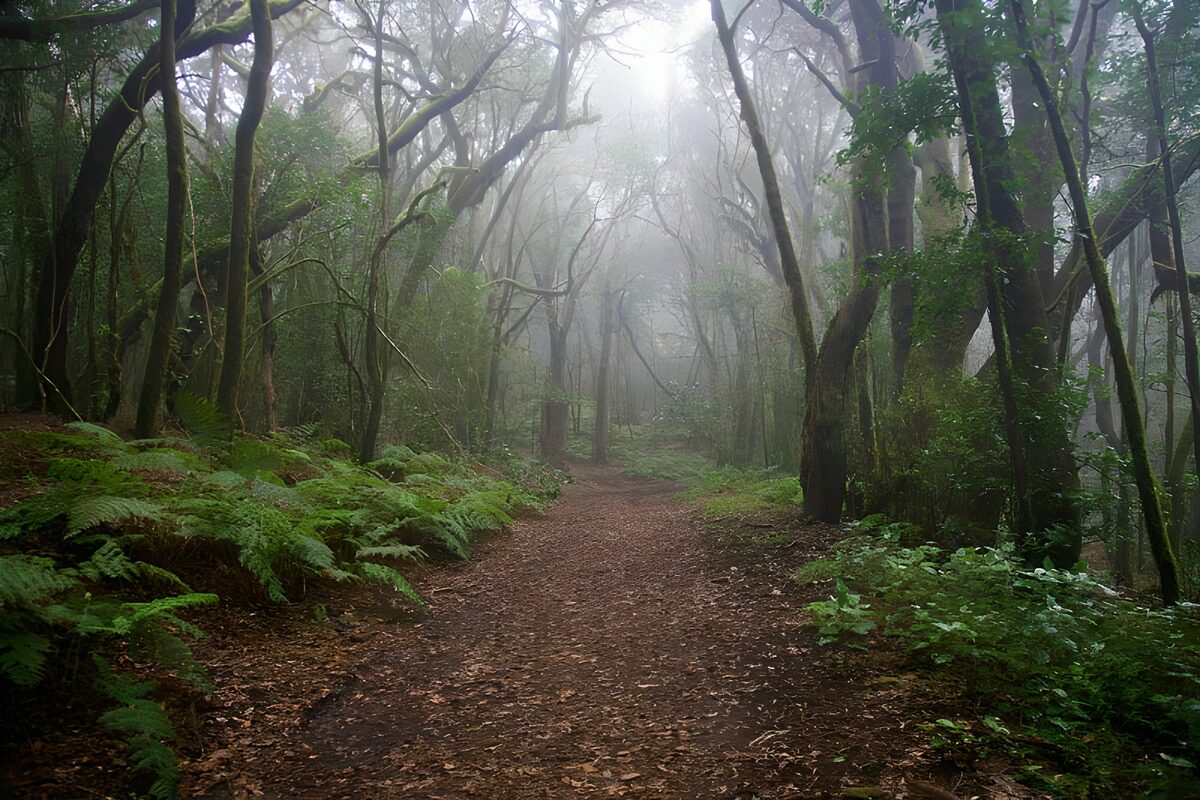 Leaf-strewn woodland path in the mist