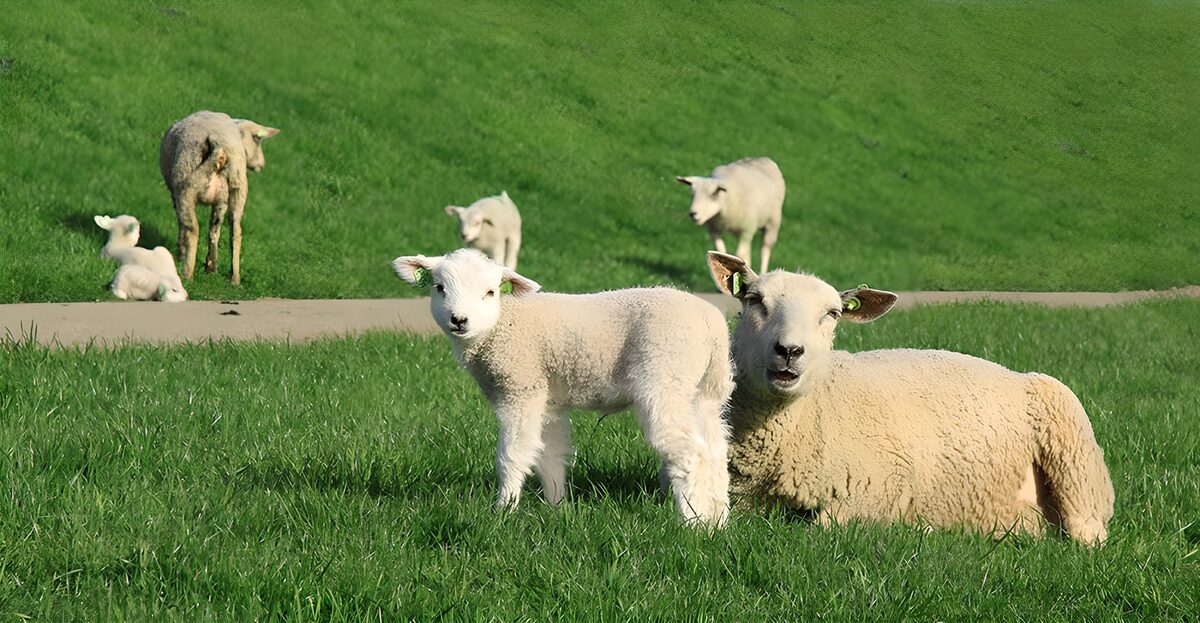 Lamb beside a resting ewe in the sunshine
