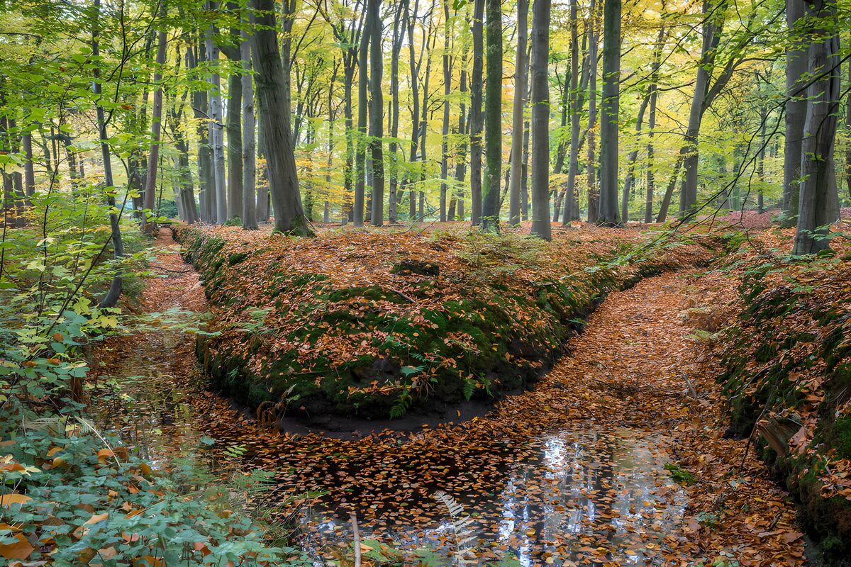 Autumn stream beneath golden trees