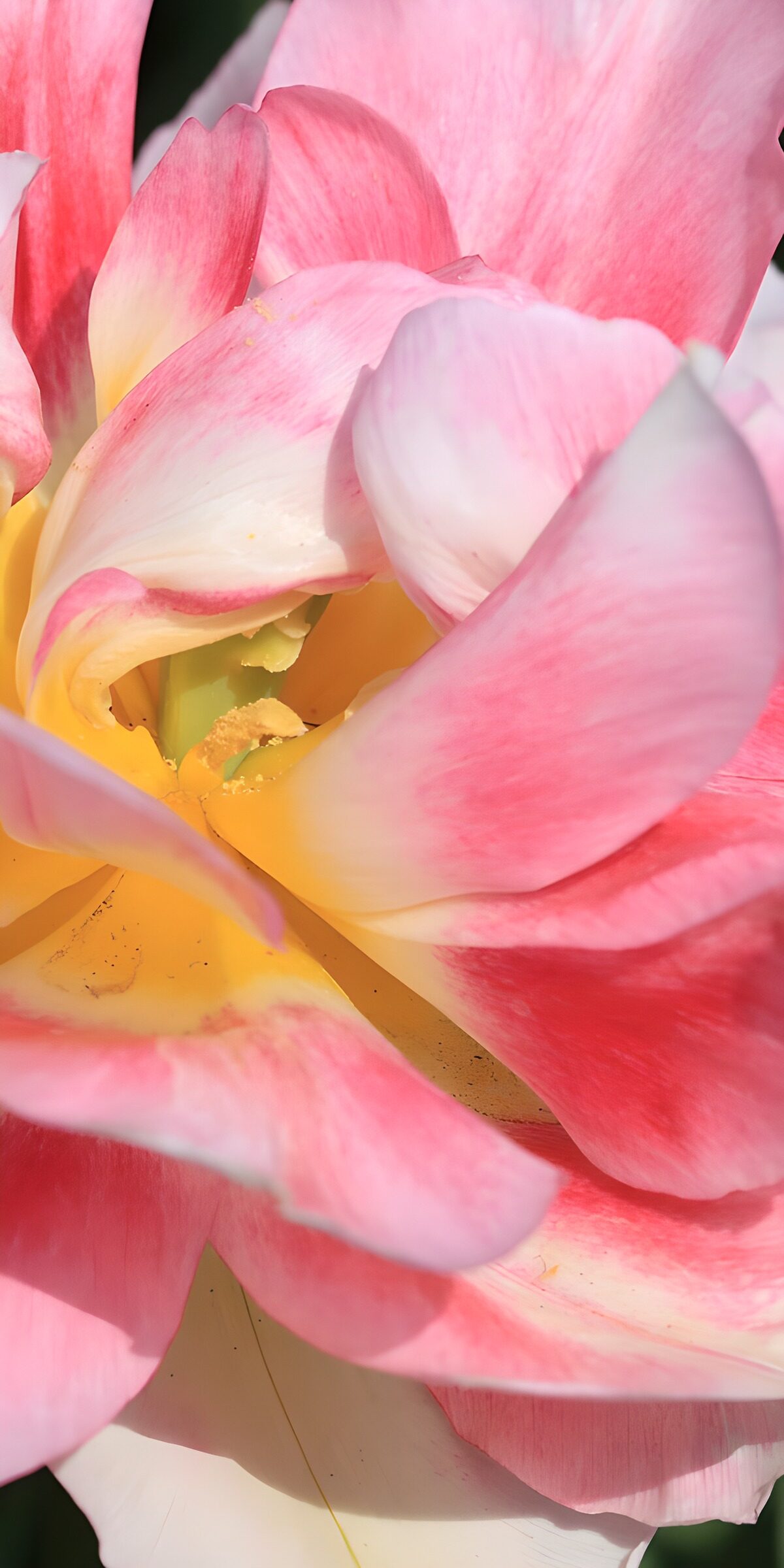 Pink and cream flower in warm light