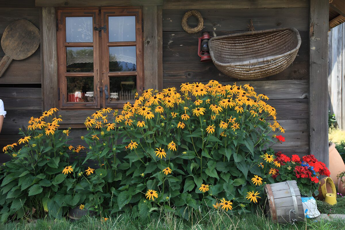 A golden tide beneath the wooden window