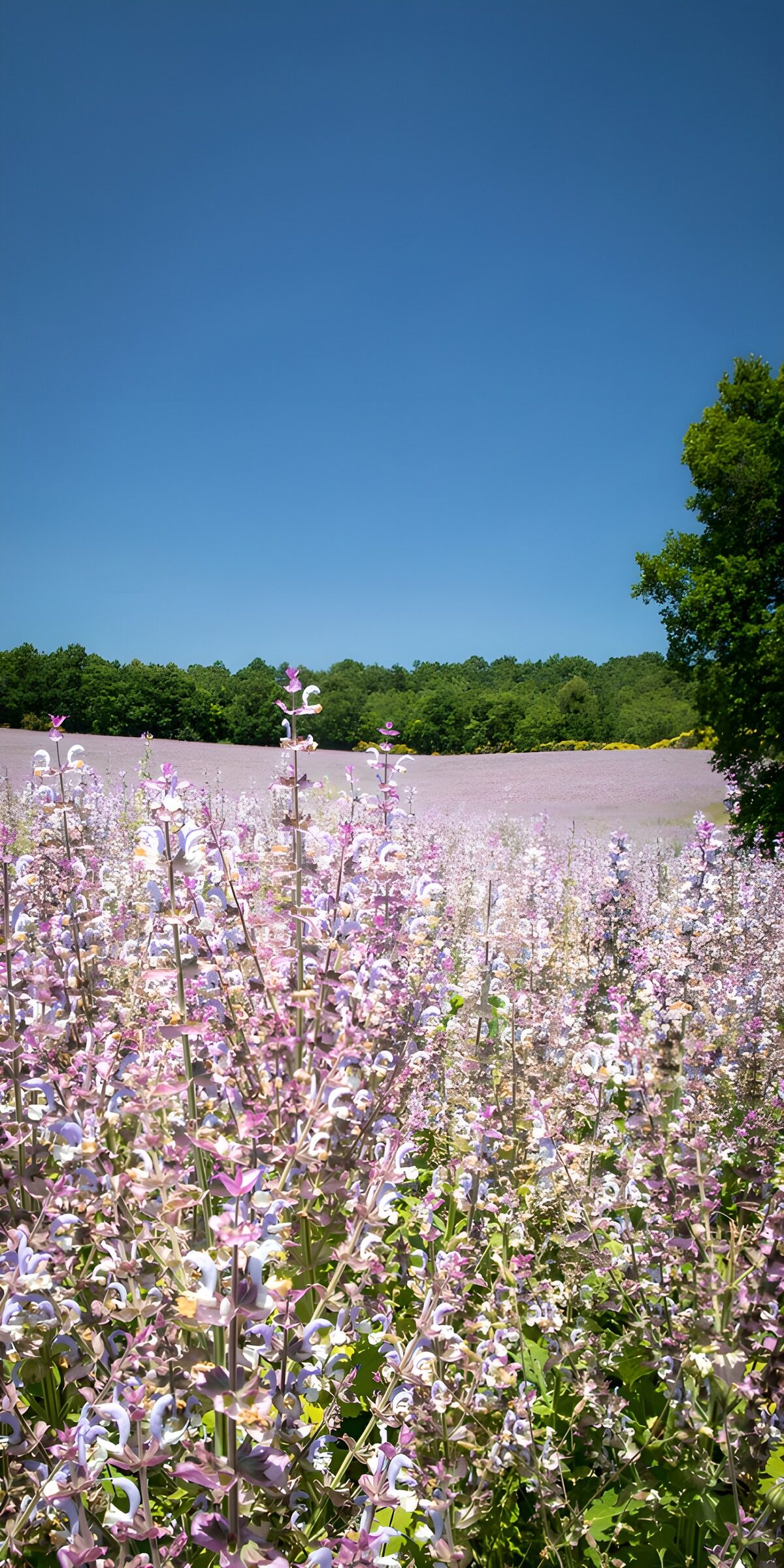 Purple flower meadow under a summer sky