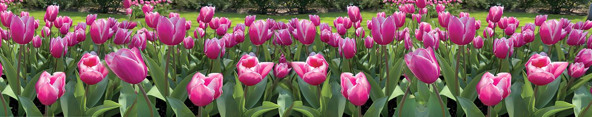 Pink tulips in the spring sunshine