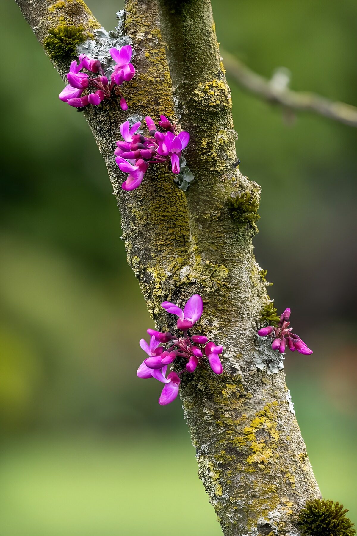Pink blossom brightens rough bark