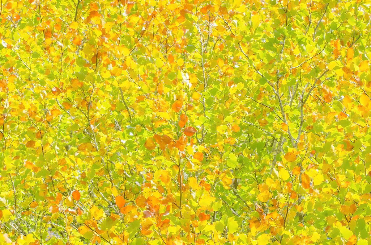 Yellow and green leaves in autumn sunlight