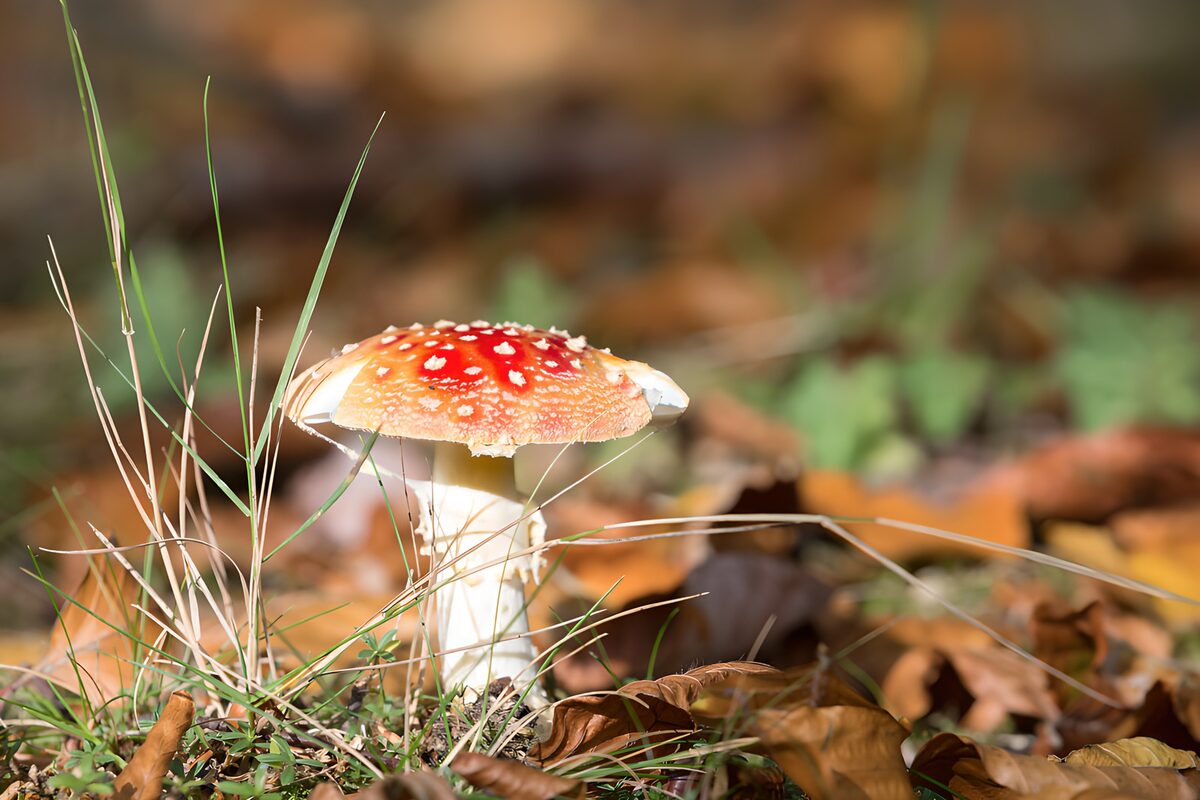 Sunlit fly agaric among autumn leaves