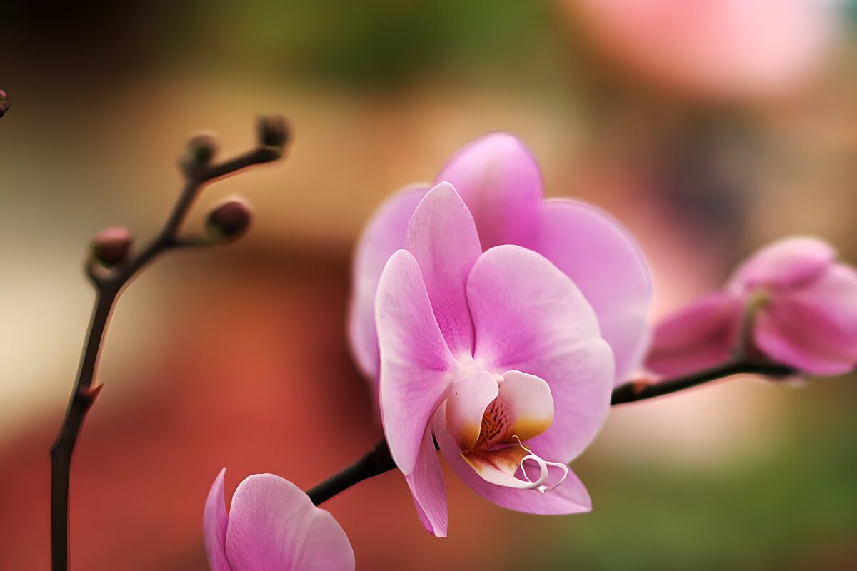 Pink orchid in soft, warm light