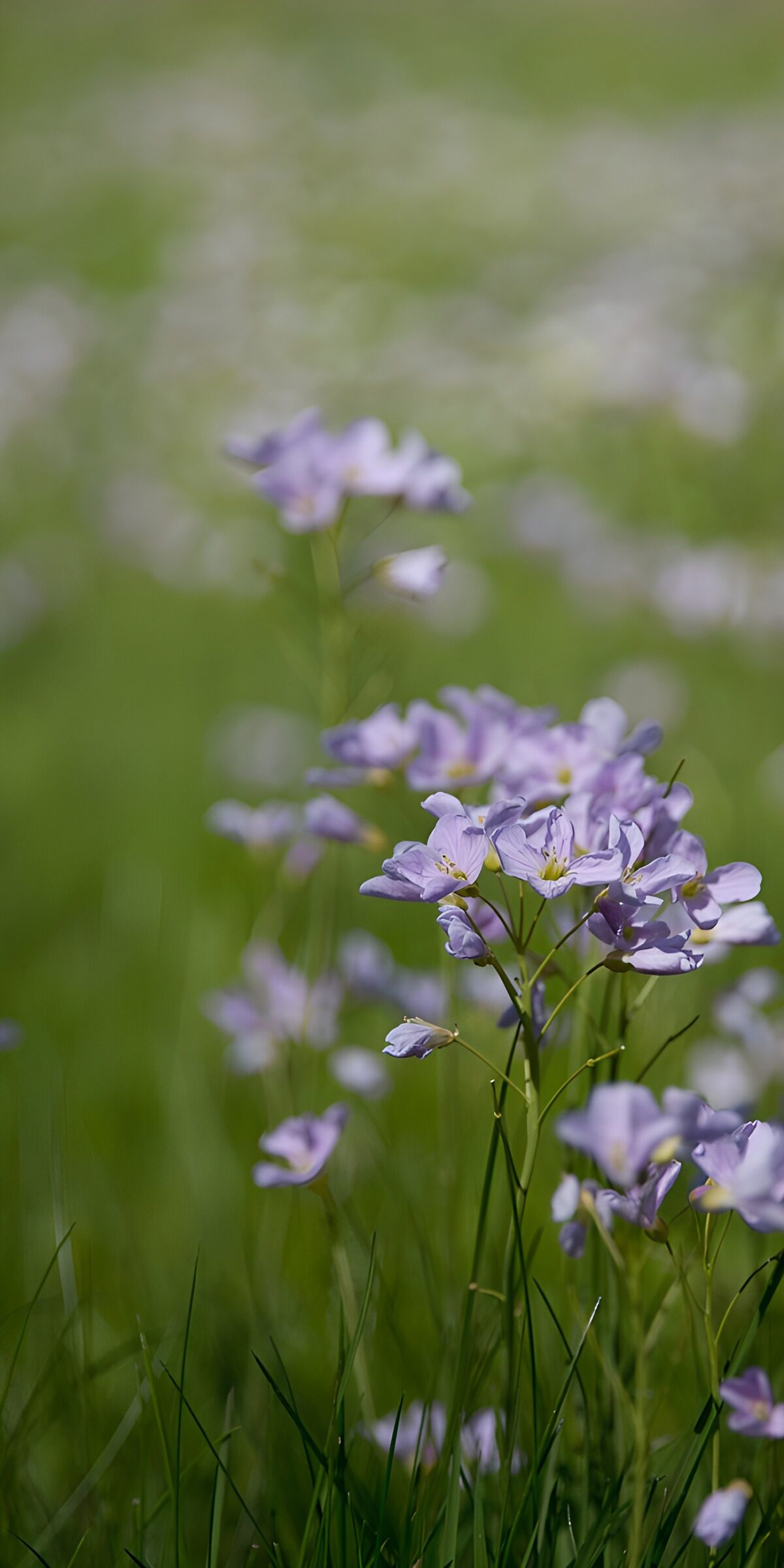 Pale lilac wildflowers in soft daylight