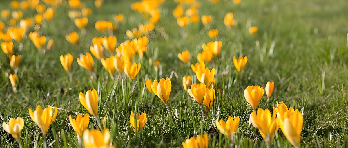 Yellow crocuses in sunlit grass