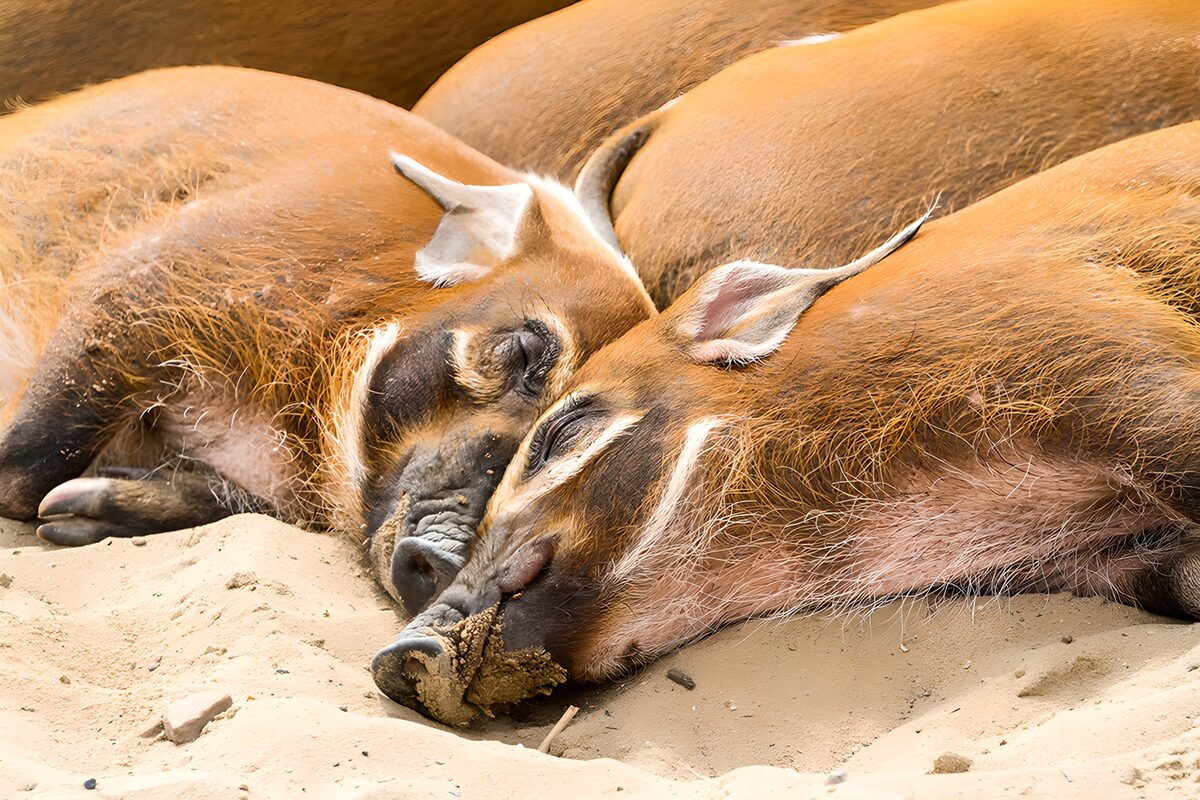 Reddish-brown pigs resting together