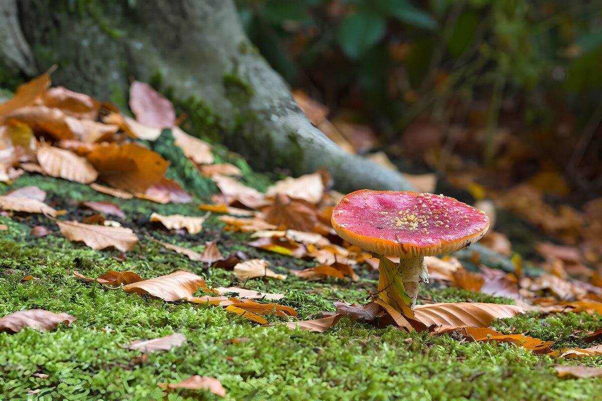Red mushroom on a mossy autumn floor