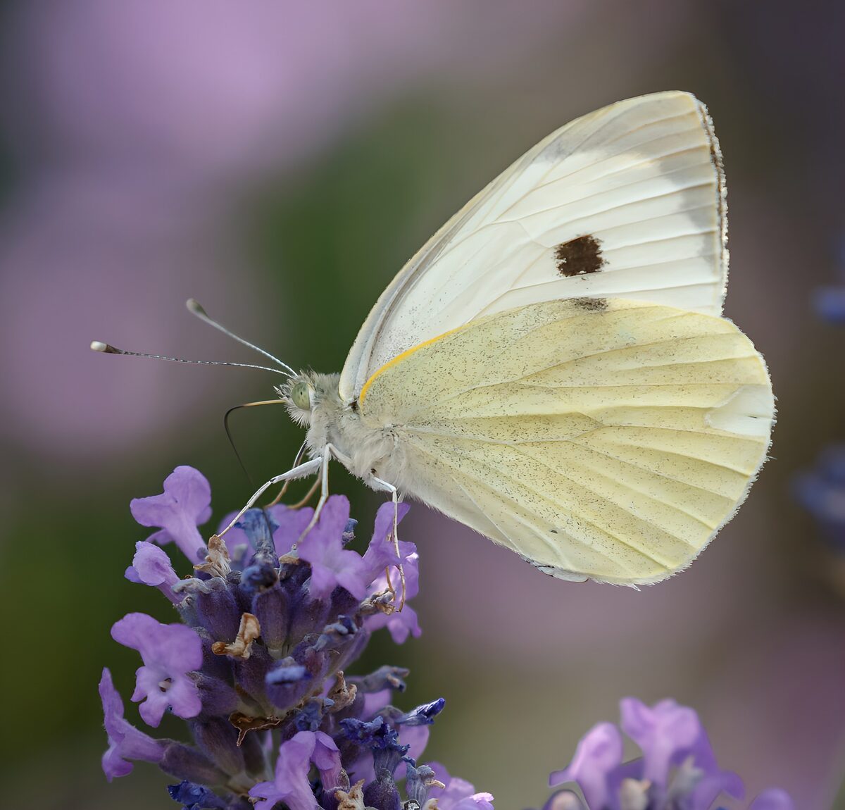 White butterfly resting on purple lavender